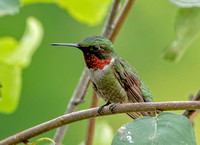 Ruby-throated Hummingbird, 4 August 2021, Mansfield, Tolland Co.