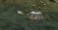 Diamond-backed Terrapin, 17 July 2013, Guilford, New Haven Co.