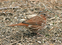 Red Fox Sparrow, including a possible zaboria ssp from CT