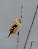 American Goldfinch, 19 January 2023, Mansfield, Tolland Co.