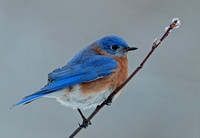 Eastern Bluebird, 16 February 2022, Mansfield, Tolland Co.