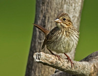 Song Sparrow (juv), 20 August 2014, Mansfield, Tolland Co.