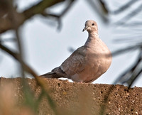 Eurasian Collared Dove. 9 June 2011, Stratford, Fairfield Co.
