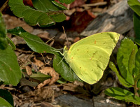 Cloudless SUlphur, 20 September 2019, Madison, New Haven Co.