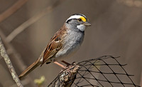White-throated Sparrow, 1 May 2016, Mansfield, Tolland Co.