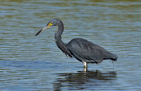 Tricolored X Little Blue Heron, 6 September 2013, Madison, New Haven Co.