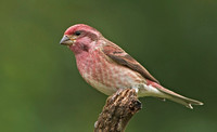 Purple Finch, 11 October 2014, Mansfield, Tolland Co.