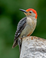 Red-belliedWoodpecker, 11 July 2021, Mansfield, Tolland Co