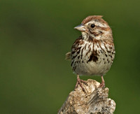 Song Sparrow,  July 2014, Mansfield, Tolland Co.