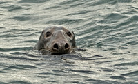 Gray Seal, 23 November 2014, Provincetown, MA