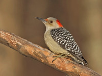 Red-bellied Woodpecker, 13 December 2013, Mansfield, Tolland Co.