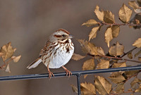 Song Sparrow, 1 January 2013, Mansfield, Tolland Co.