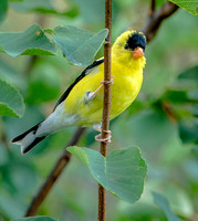 American Goldfinch, 16 July 2022, Mansfield, Tolland Co