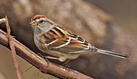 American Tree Sparrow, 21 February 2016, Mansfield, Tolland Co.