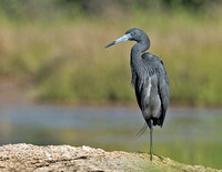 Tricolored Heron X Little Blue Heron, 27 June 2014, Madison, New Haven Co.