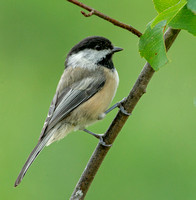 Black-capped Chickadee, 1 September 2020, Mansfield, Tolland co.