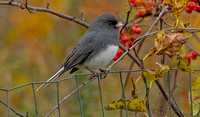Dark-eyed, "Slate-colored" Junco, 28 October 2021, Mansfield, Tolland Co