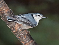 White-breasted Nuthatch, 26 November 2011