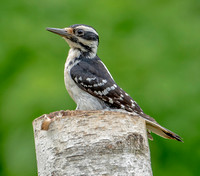 Hairy Woodpecker, 5 June 2022, Mansfield, Tolland Co