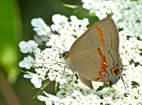 Red-banded Hairstreak, 7 August 2013, Madison, New Haven Co.