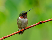Ruby-throated Hummingbird, 30 May 2021, Mansfield, Tolland Co.