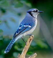 Bluejay, 24 June 2022, Mansfield, Tolland Co.