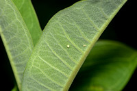 New Gallery 16-Aug-20Monarch egg and aphid, August 2020, Mansfield, Tolland Co.