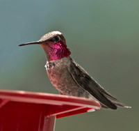 Anna's Hummingbird, 21-22 May 2012, Tijuana River mouth/Julian, CA