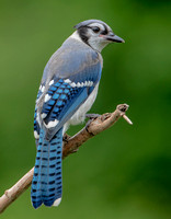 Blue Jay, 2 July 2022, Mansfield, Tolland Co.
