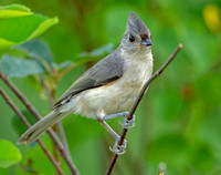 tufted Titmouse, 15 August 2020, Mansfield, Tolland Co.