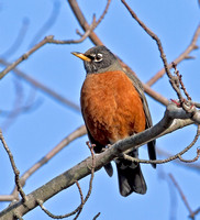 American Robin, 4 January 2012, Madison, New Haven Co.