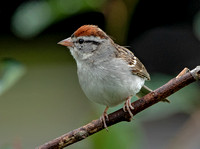 Chipping Sparrow, 1 July 2021, Mansfield, Tolland Co