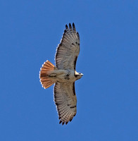 Red-tailed Hawk, 1 May 2016, Mansfield, Tolland Co.