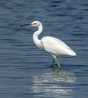 Snowy Egret, 18 September, 2022, Guilford, New Haven co
