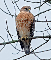 Red-shouldered Hawk, 13 January 2023, Mansfield, Tolland Co.