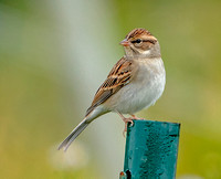 Chipping Sparrow, 24 September 2022, Mansfield, Tolland Co.