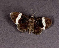 White-striped Black Moth, August 2022, Mansfield, Tolland Co.