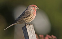 House Finch, 18 October Mansfield, Tolland Co.