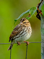 Savannah Sparrow, 24 September 2022, Mansfield, Tolland Co