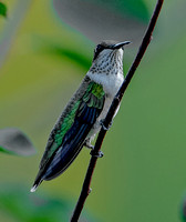 Ruby-throated Hummingbird, 27 July 2022, Mansfield, Tolland Co.
