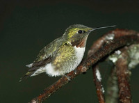 Ruby-throated Hummingbird, 2011