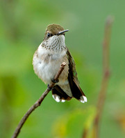 Ruby-throated Hummingbird, 1 September 2020, Mansfield, Tolland Co.
