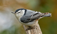 White-breasted Nuthatch, 18 October 2015, Mansfield, Tolland Co.