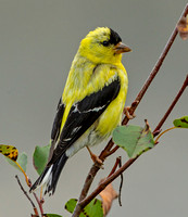 American Goldfinch, 15 September 2020, Mansfield, Tolland Co.