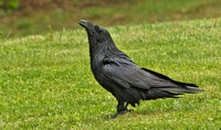 Common Raven, 31 May 2015, Penobscot Co. Me