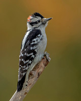 Downy Woodpecker, 23 October 2021, Mansfield, Tolland Co.