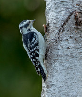 Downy Woodpecker with extra white, 15 September 2021, Mansfield, Tolland Co.