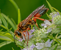 Great Golden Digger Wasp, September 2021, Mansfield, Tolland Co,