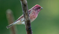Purple Finch, 23 September 2020, Mansfield, Tolland Co.