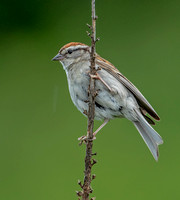 Chipping Sparrow, 11 July 2021, Mansfield, Tolland Co.